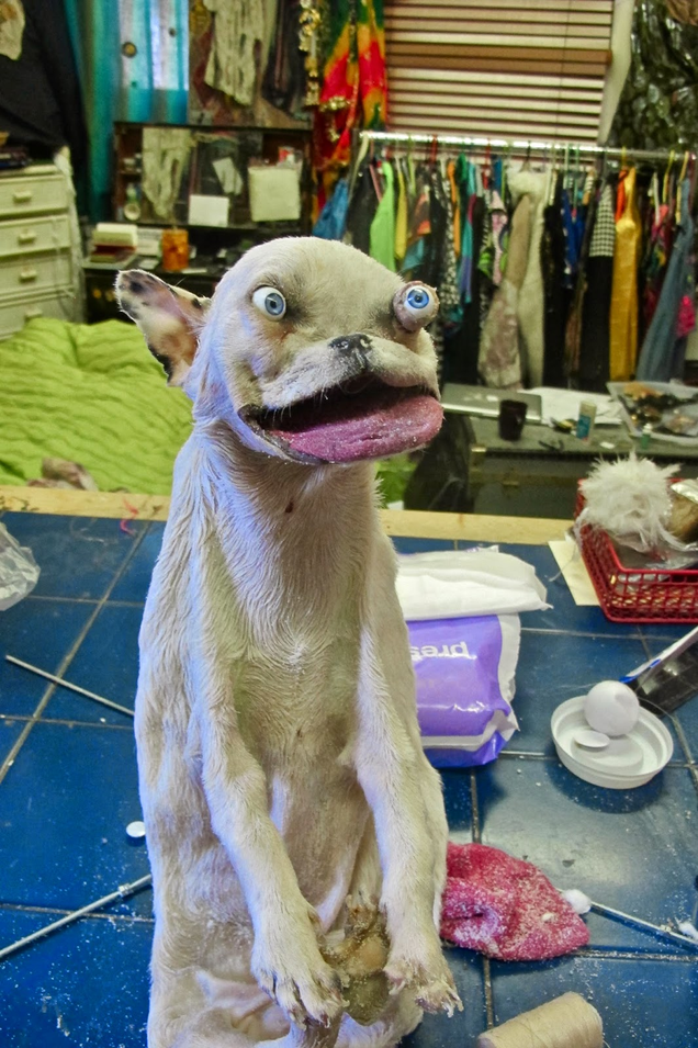 Imagen: Bad Taxidermy